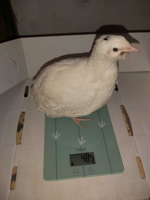 Oua de prepeliță pentru incubat rasa Polara Gigant