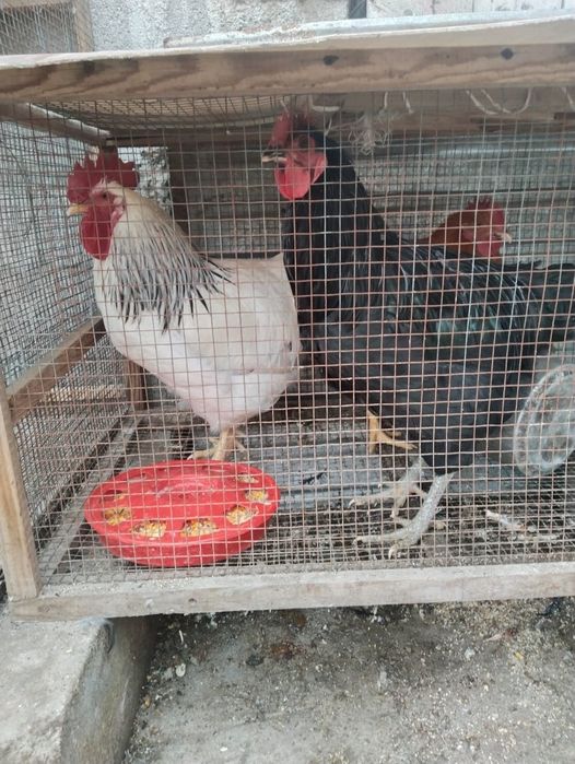 Продам три петуха