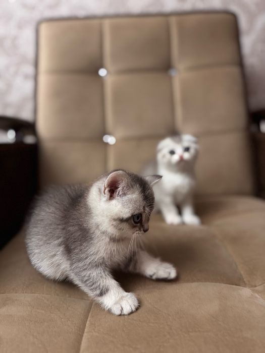 Скоттиш фолд девочка шиншила серебристая