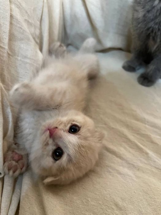 Scotish fold mushuklari