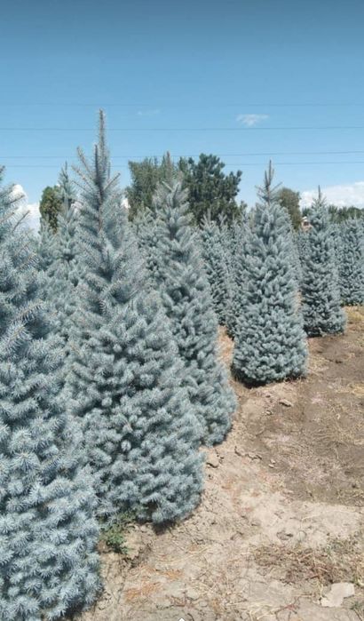 Ель голубая сибирская: 15 000 тг. - Сад / огород Петропавловск на Olx