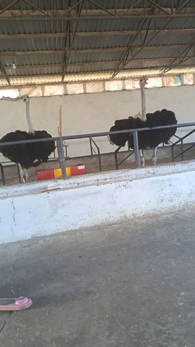 2 ta Tuyaqush sotiladi