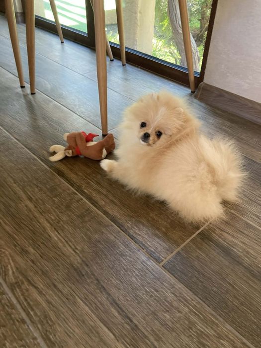 Померан мини мъжко на три месеца