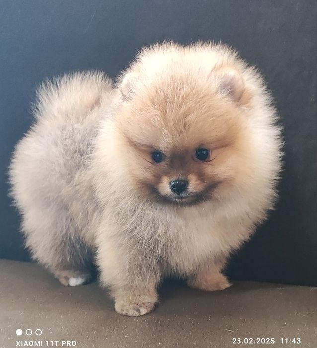 Померан померанче