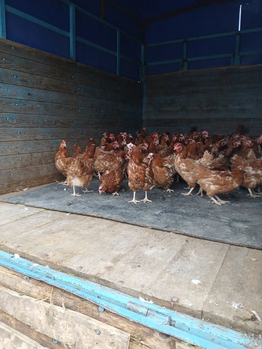 Ломброн тауыктар