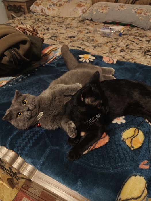 mushuk sotladi qizcha mushuk