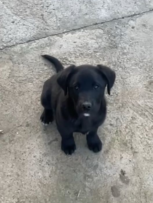 Лабрадор ретривер