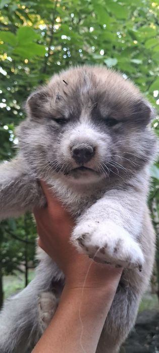 Хаски кучиклари сотилади.