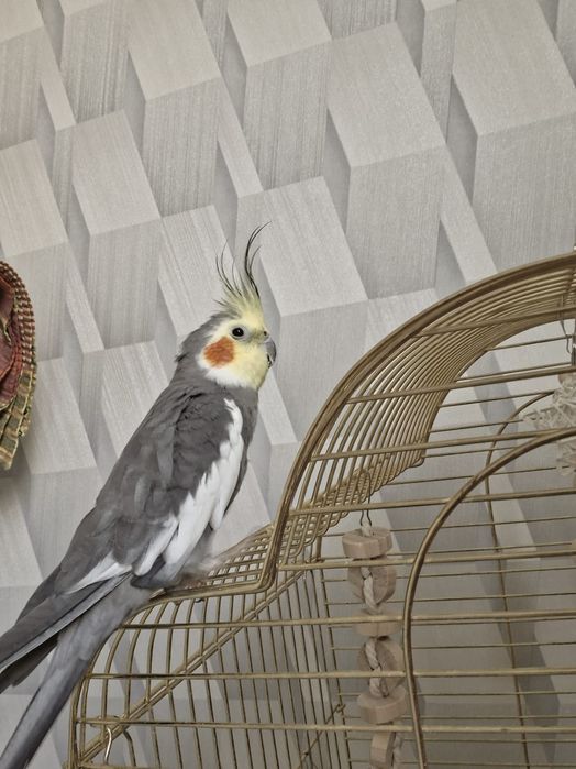 Попугай корелла двое