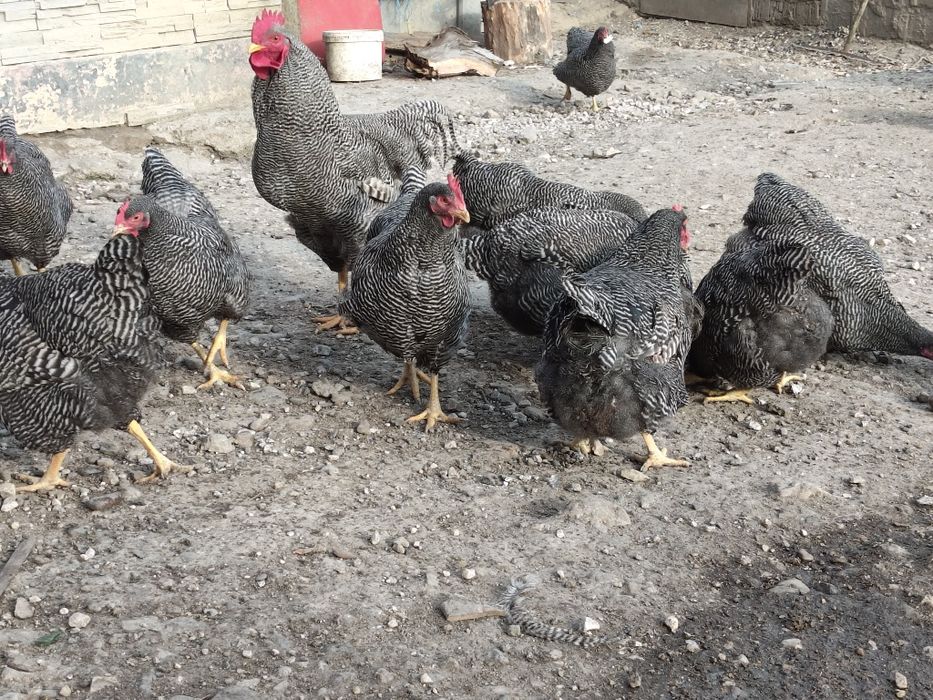 Vând pui rasa Plymouth Rock barat !