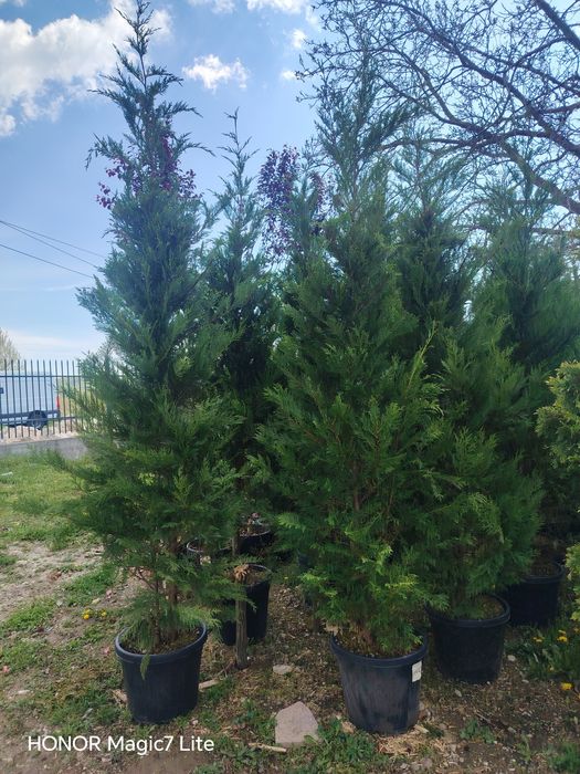 Vând plante ornamentale