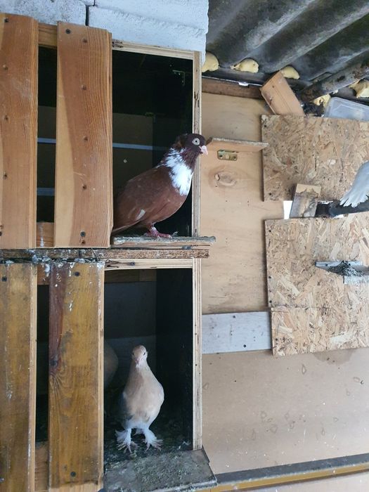 Омурташки гълъби