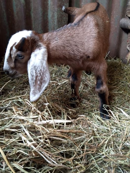 Țăpișor și capra anglonubian