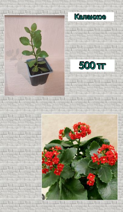 Кактус комнатный цветок