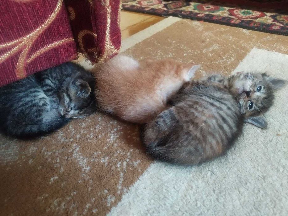 Отдам котят в добрые руки.