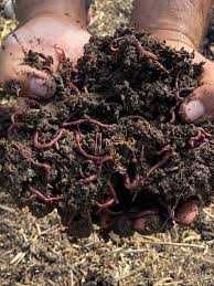 Biogomus va kaliforniya chuvalchangi