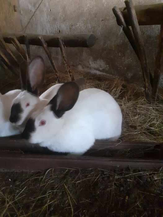 Vând doua iepurite Uriaș de Transilvania