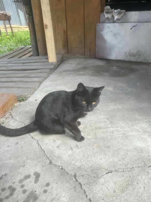 Отдам даром кота