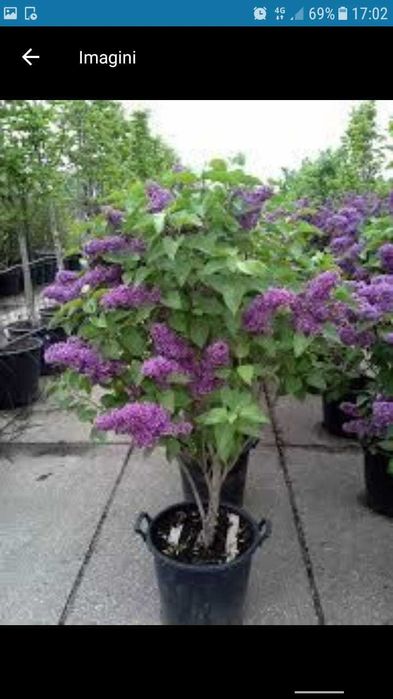 Plante ornamentala