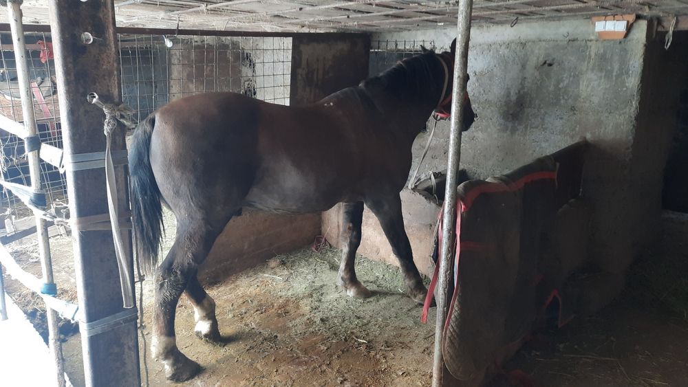 Жылқы бордақы. 5-жасар семіз.