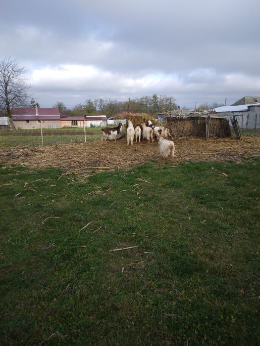 Vind capre sanen vind și iade și țapi