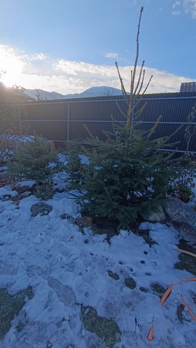 Продам ель ,елку