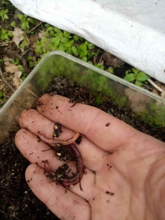 Дендробена венета