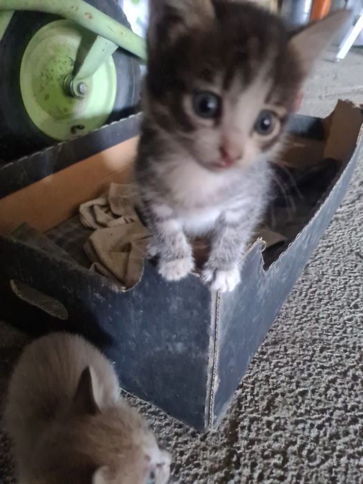 Отдам котят бесплатно