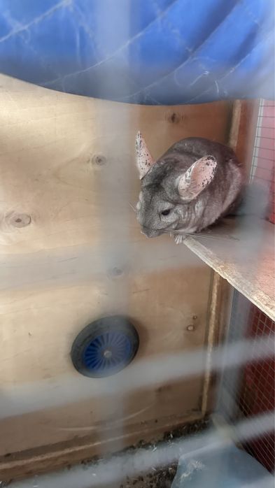 Шиншиллы шиншиллы