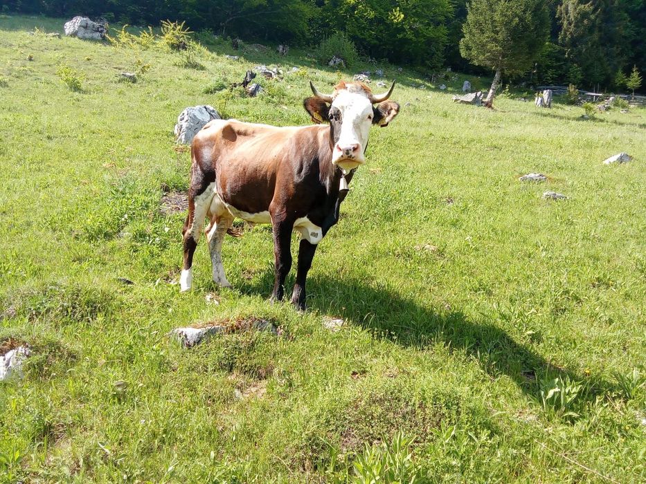 Vand vacă tânără (3 ani)