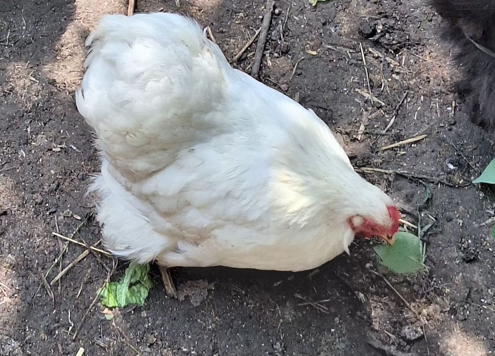 Vând o găină de cochinchina pitic și porumbeii