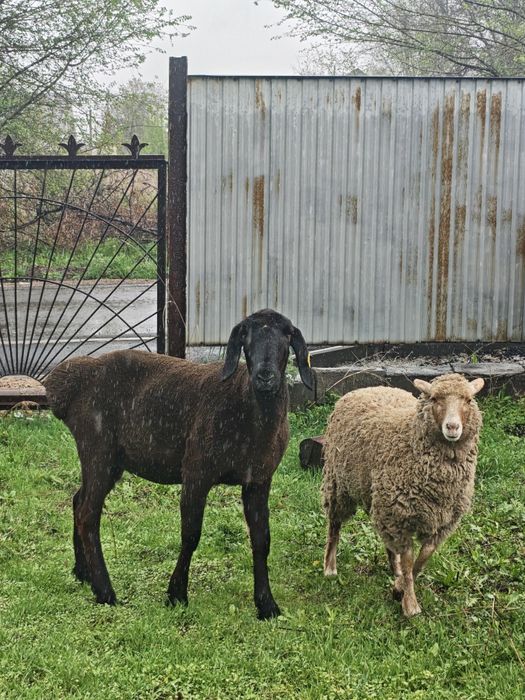 Арашан Гиссар матка