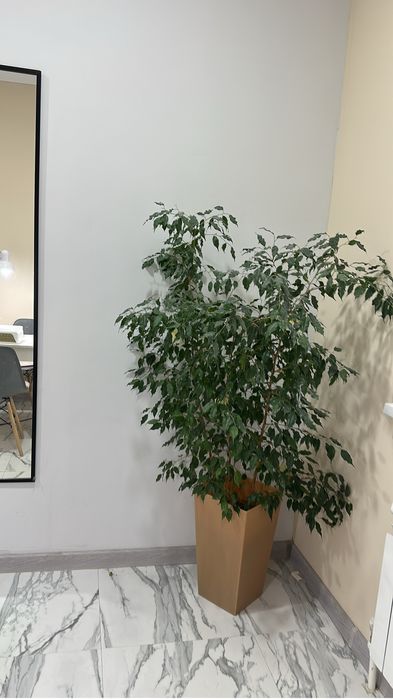 Продам цветок фикус