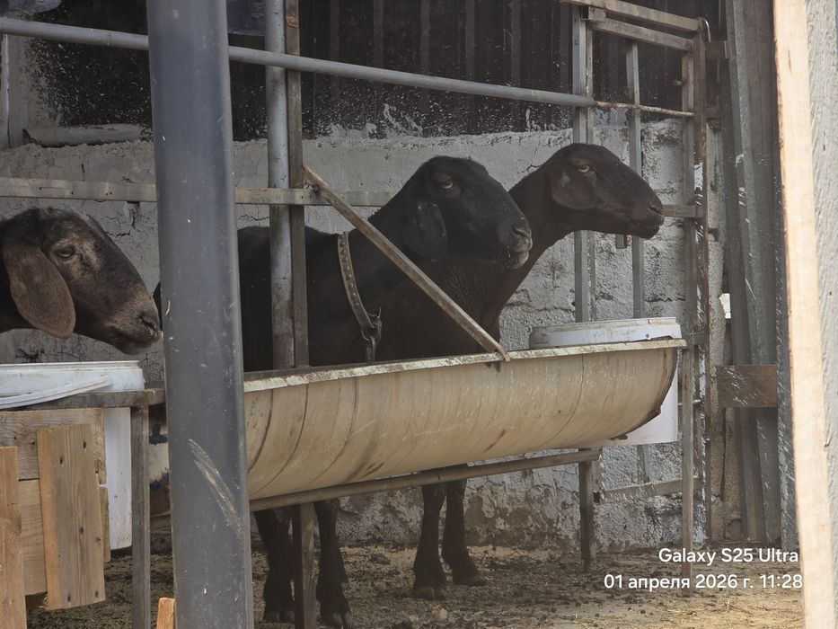 Sovliq qo‘yla 2 ta Куйлар сотилади совлик