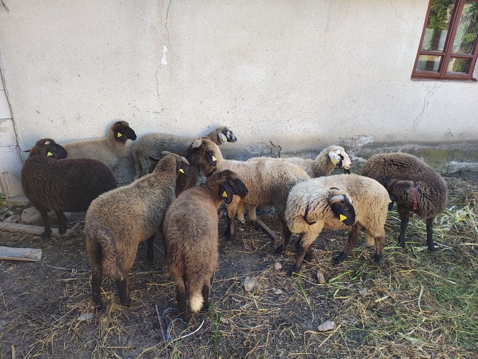 Mieluțe Miei  Carabase