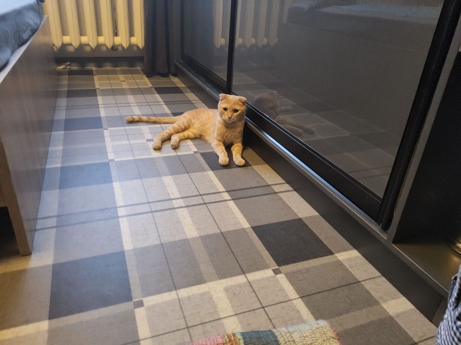 Отдаем кота и кошку, в добрые руки