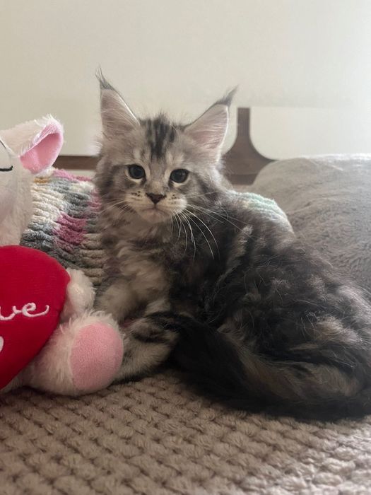 Котенца Мейн Куун