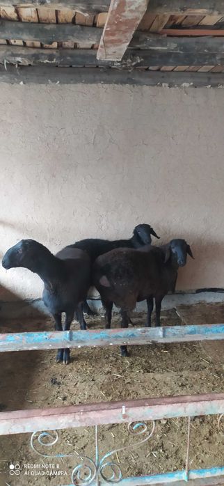 Qochqorla sotaman 3ta