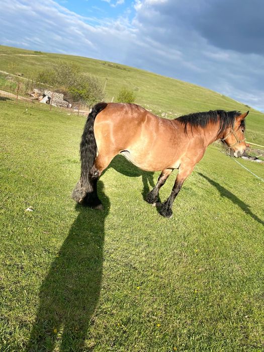 Vând iapă gestantă de 8 pe 9 ani