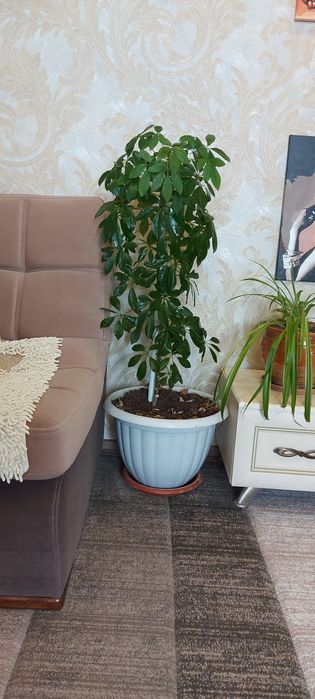 Шеффела. Высота 1 метр.