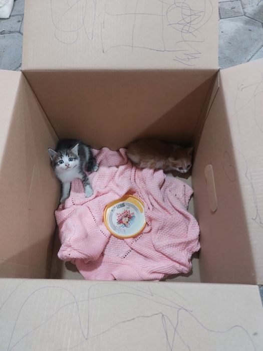 Отдам котят в добрые руки