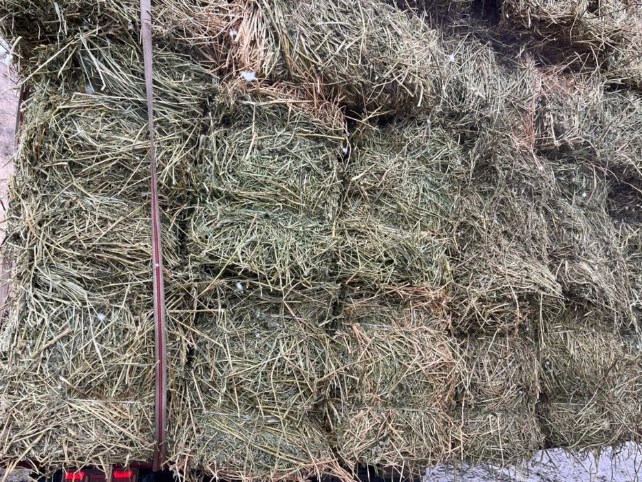 Жонышка люцерна 2000 тенге СРОЧНО