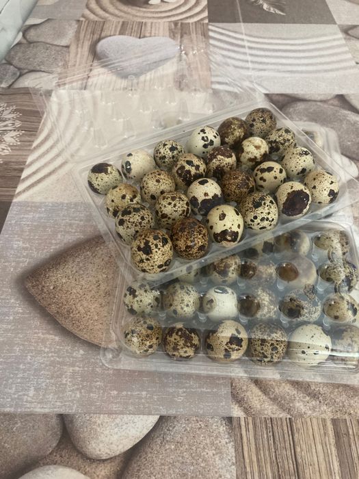 Ouă de prepeliță