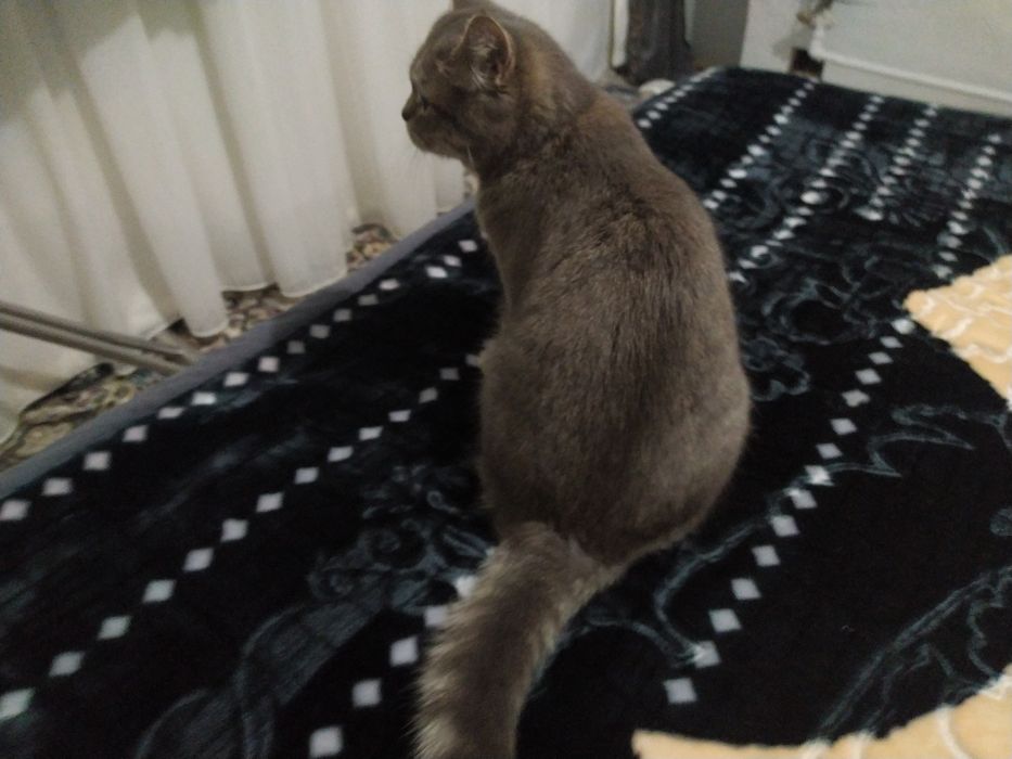 Продается котенок
Возраст 2,5 месяца.
Лоток: приучен.
Питание: печенка