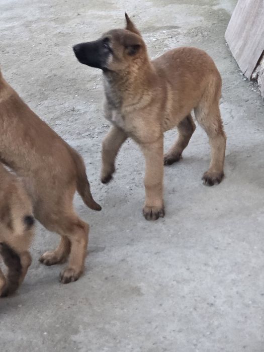 Белгийска овчарка малиноа