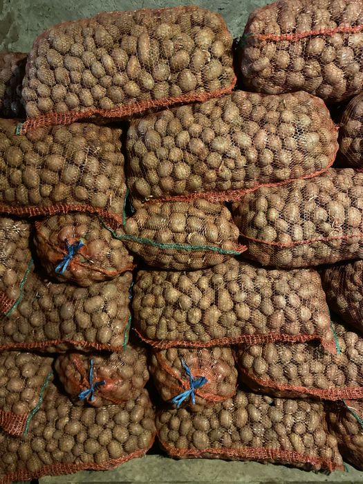 Cartofi samanta rosu