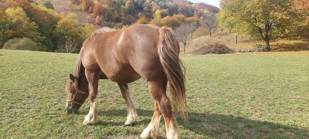 De vânzare iapă de 4 ani