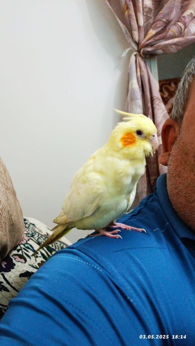 Продаются попугаи Кореллы