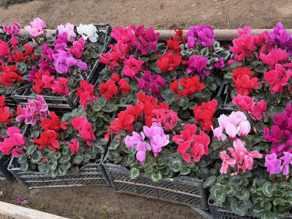 Цветы оптом разные