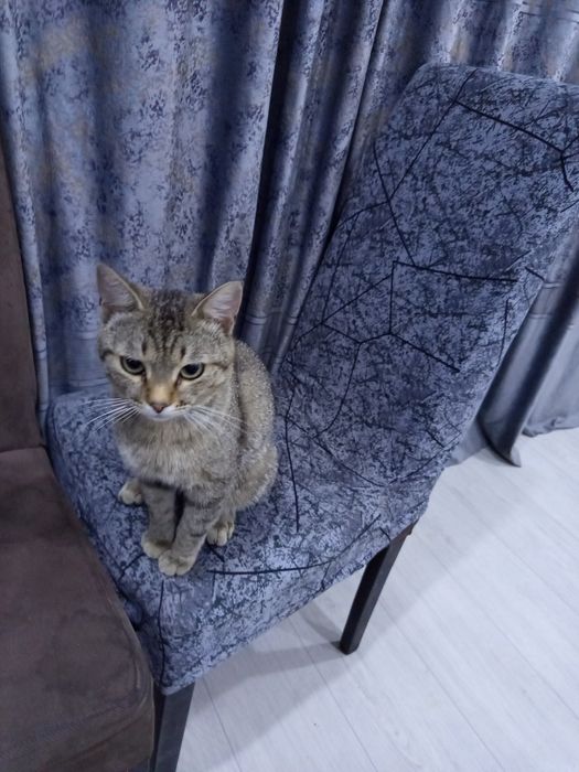 Отдам кота срочно